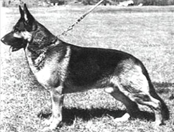 165 German Shepherd Dog History - Garrett I spoke to some of the old time breeders about Claudius, as I was most interested in why they should include this unusual dog with almost untraceable