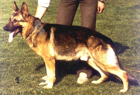 167 German Shepherd Dog History - Garrett was a great grandson of Malte von Nordkap and Faust von Busecker Schloss.