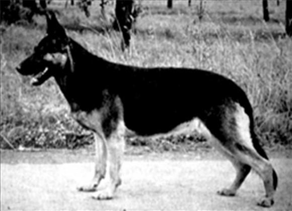 169 German Shepherd Dog History - Garrett There is more to tell about Lido. In 1951 before Dr.