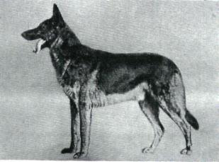 17 German Shepherd Dog History - Garrett Von Stephanitz felt that Hettal was a gleaning of the strengths, a prototype of the quality needed. Of course Hettal also had the HGH degree.