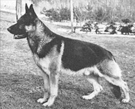170 German Shepherd Dog History - Garrett VA Caro von Schafgarten SchH III.