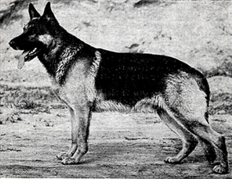 171 German Shepherd Dog History - Garrett In 1955 Dr. Funk was settling in as the main man and they had decided what direction the breed should be going.