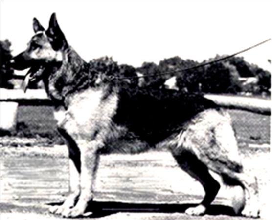 172 German Shepherd Dog History - Garrett Alf was a basically product of outcross breeding.