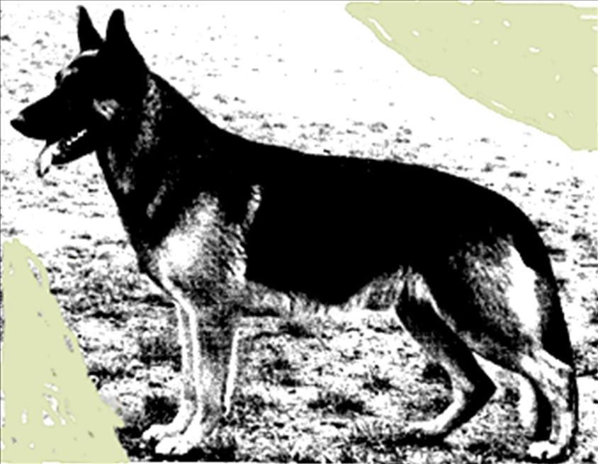 174 German Shepherd Dog History - Garrett However everyone is not always aware of what they are selecting for. Variations of this breeding went well in the U.