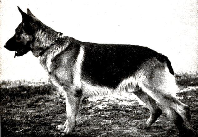 175 German Shepherd Dog History - Garrett 16 MORE FUNK YEARS Casar von Der Malmannsheide SchH III was the most famous son of Hein von Richterbach.