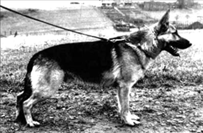 176 German Shepherd Dog History - Garrett Jalk von Follenbrunnen SchH III, Son of Vello zu den Sieben Faulen SchH III.