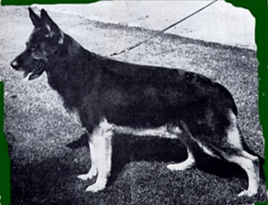 177 German Shepherd Dog History - Garrett Sieger Zibu von Haus Scheutting SchH III. It was Funk s own breeding. He said he was ideal but too close behind.