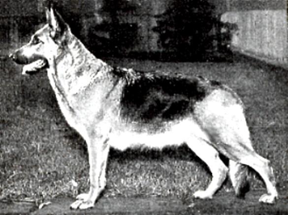 178 German Shepherd Dog History - Garrett There was also the club in Koln where they learned from Funk and Stappen.