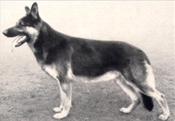179 German Shepherd Dog History - Garrett It was in the fifties that Josef Wasserman started to become very active in breeding dogs.