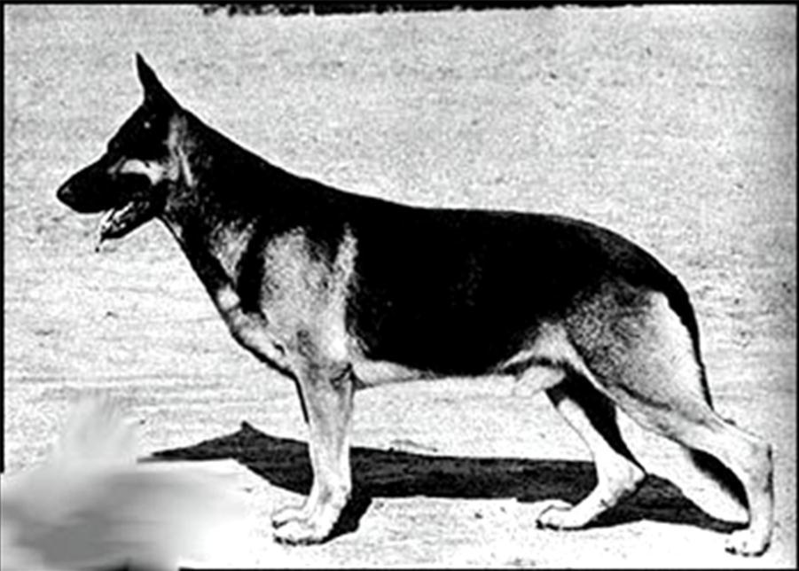 180 German Shepherd Dog History - Garrett There he became aware of a high scoring working dog, which rated very high, V 1, in the Excellents in the conformation ring at the Sieger Show.