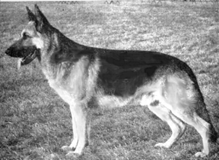 184 German Shepherd Dog History - Garrett Sieger 63 Mutz aus der Kuckstrasse SchH III.