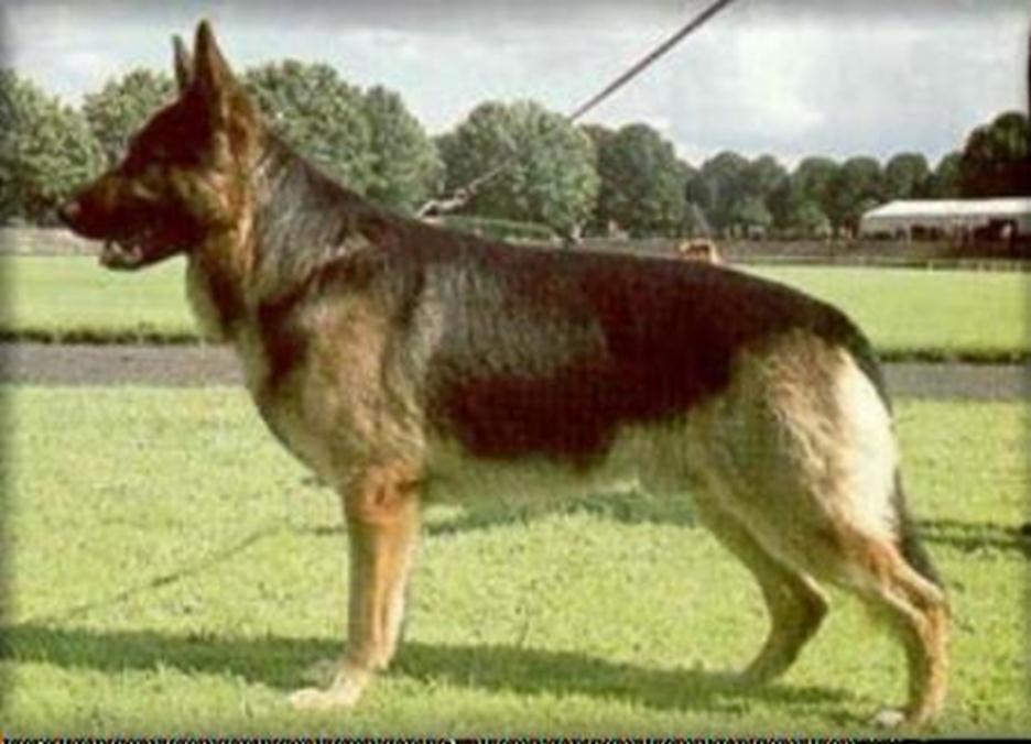 186 German Shepherd Dog History - Garrett 17 THE GERMAN DIRECTION A study of what was happening in the German Shepherd breed in Germany in the sixties reveals the background for the changes to come.