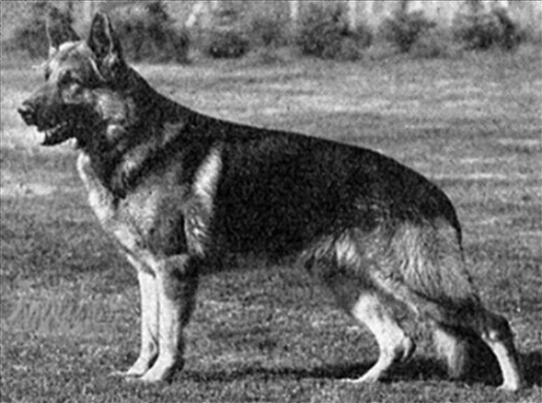 188 German Shepherd Dog History - Garrett Walter Martin took the golden opportunity to incorporate all these quality dogs, closing up on Alf von Nordfelsen and he had just the bitch to breed.