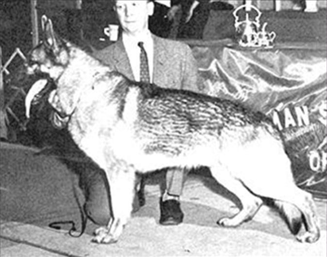 189 German Shepherd Dog History - Garrett As you can see by the above pedigree, Alf von Nordfelsen blood was still in a very favoured position, it would seem that Dr.