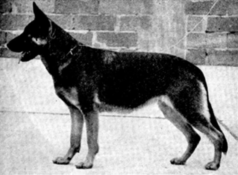 190 German Shepherd Dog History - Garrett Gissa von Busecker Schloss from the creative breeding of Alfred Hahn.