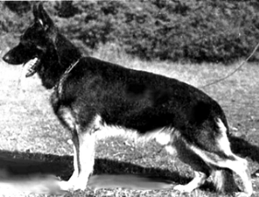 191 German Shepherd Dog History - Garrett VA Hero von Lauerhof SchH III was many times in the Select class.