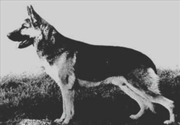 192 German Shepherd Dog History - Garrett Following the "No Axel" policy one more generation, but not by Roeper, created the VA Donner son, VA Amor von Haus Hoheide.