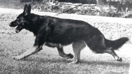 194 German Shepherd Dog History - Garrett Sieger Bodo von Lierberg in full stride.
