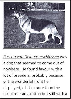 195 German Shepherd Dog History - Garrett Dernd von Awallenberg, brother of Ero from an earlier litter was kept in Germany and used in a minor way.