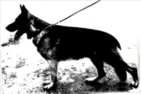 196 German Shepherd Dog History - Garrett Regina's other son Gero von Haus Elkemann whose father is more Colonia Agrippina and zu den Sieben Faulen leading back to the Preussenblut\Osnabreuckerland