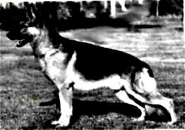 197 German Shepherd Dog History - Garrett It is not often realized that the dogs Marko von Boxhochsburg, Asslan von Maiweg and Chico von Maiweg are of the same breeding.