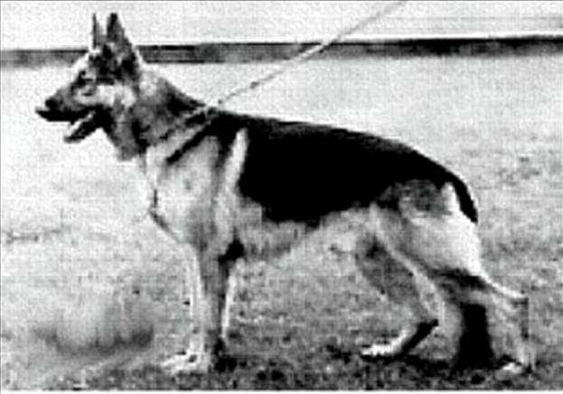 198 German Shepherd Dog History - Garrett A look at this pedigree tells a lot as to where Walter Martin was going.