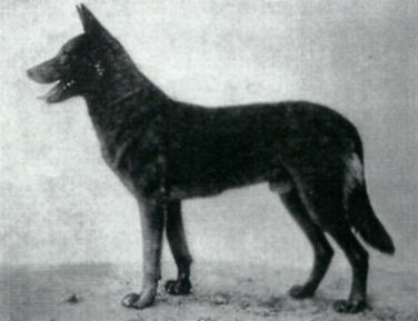 20 German Shepherd Dog History - Garrett Following is the pedigree of Aribert v Grafrath, born 1903: ----- Russ HGH ----- Russ (Ruede) HGH ----- Molli HGH -----