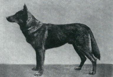 Some are found in the Blasienburg dogs but the most prominent was through a daughter Senta v Memmingen HGH who was bred to a Beowolf son that produced Adelaide v