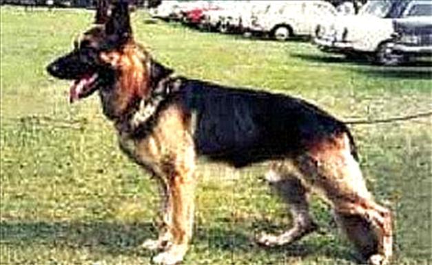 200 German Shepherd Dog History - Garrett SZ 1112860 Heiko von Oranien Nassau SchH3 - kkl 1 Born : 09.04.