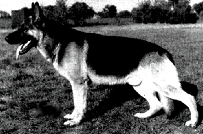 203 German Shepherd Dog History - Garrett The pedigree shows the direction of Valet von Busecker Schloss where Hahn has combined the VA 1 dogs Arno von Haus Gersie and Lido von Friedlichenheim.