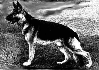 204 German Shepherd Dog History - Garrett Drigon vom Fuhrmannshof SchH III FH Int SZ BSP 1975, 77, 78 Drigon vom Fuhrmannshof is the father of Uwe von Kirschental and