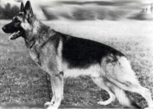206 German Shepherd Dog History - Garrett The line from Witz was opened up to show the inclusion of Dolf von Lierberg who is out of a repeat breeding of Bodo and Bernd von Lierberg and very tough.