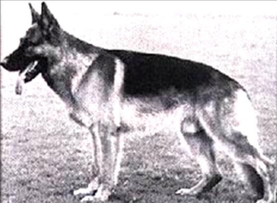 207 German Shepherd Dog History - Garrett Sieger Uran von Wildstiegerland SchH III To reach the top of these greats of the breed, a dog has to have outstanding temperament, good hips, balance and