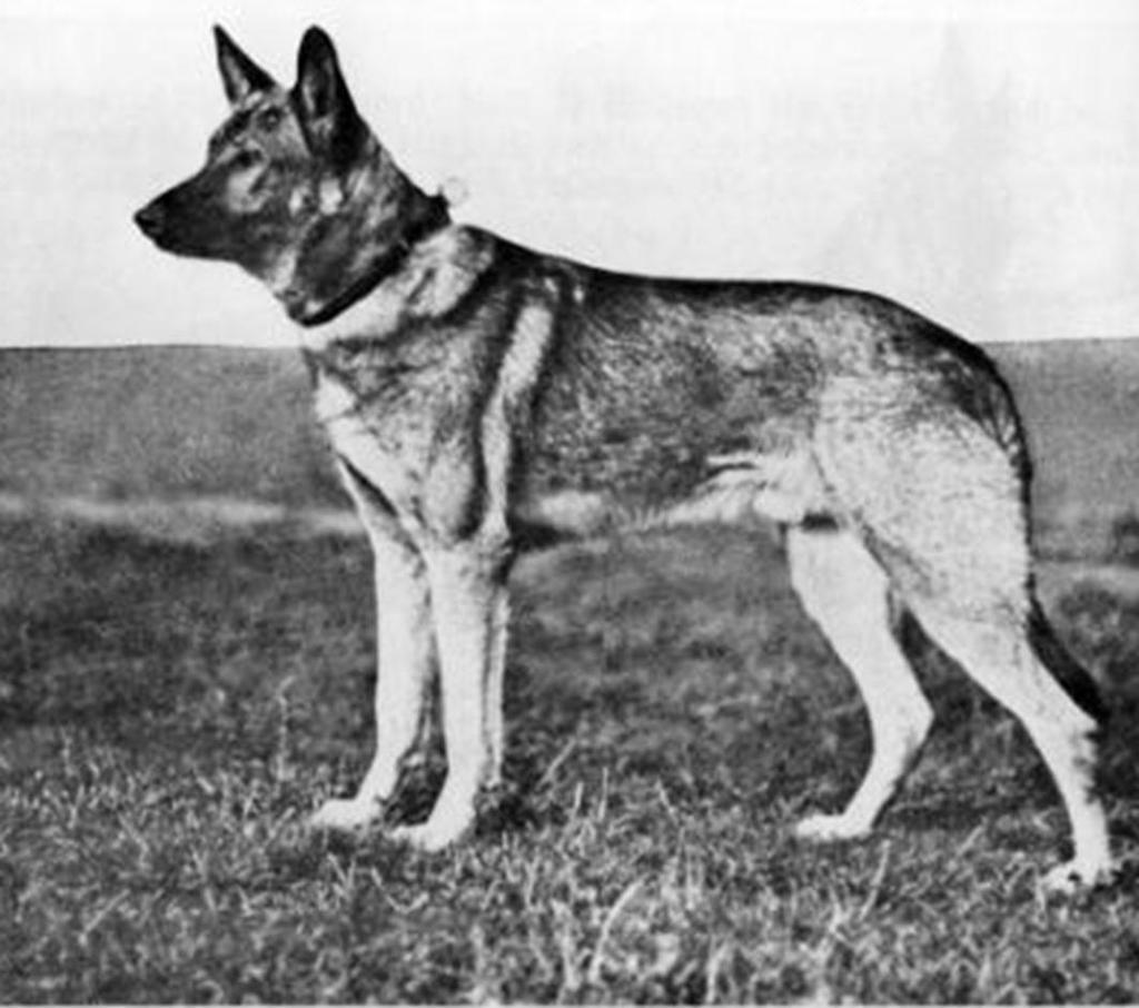 21 German Shepherd Dog History - Garrett 3 OTHER LINES Tell von Der Kriminalpolizei PH Kkl 1 Born May 22, 1909 When studying the developing breed in Germany, it is important to look at the kennel