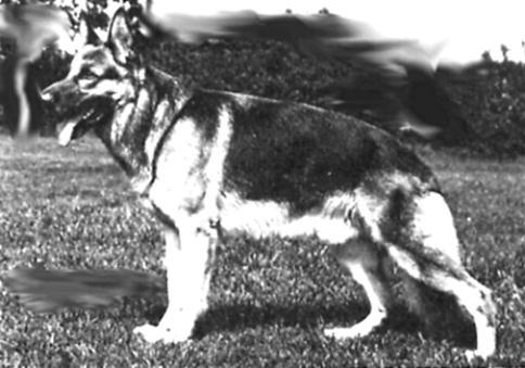 210 German Shepherd Dog History -