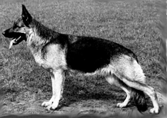 211 German Shepherd Dog History - Garrett Siegerin Dianne von Firnskuppe, a daughter of Sieger Ajax von Haus Dexal, another line showing its