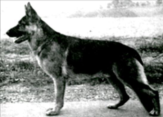 He was a tough dog that found his way into pedigrees. In 1997 we got the news that both Hermann Martin and Walter Martin had both died.