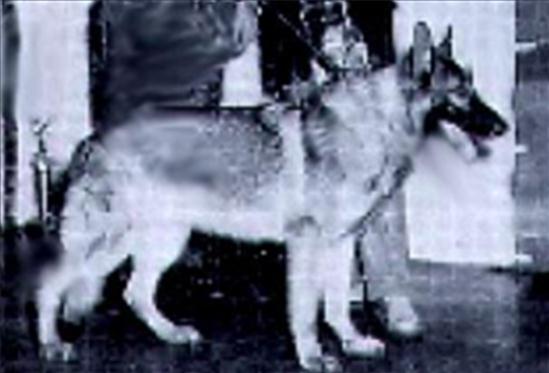 214 German Shepherd Dog History - Garrett Mr. Skarda's basic foundation dog was Conde. From their he applied a lot of Lloyd Brackett's principles of breeding to the extent that one might wonder if Mr.