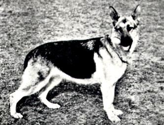 216 German Shepherd Dog History - Garrett stock for more visible breeders. They worked with his dogs and received the glory but this is typical of the way the breed developed.