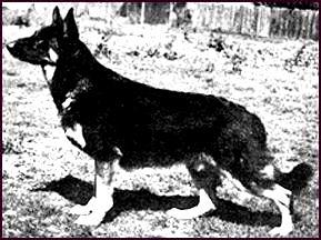 217 German Shepherd Dog History - Garrett He sold a puppy to Mrs. Betty Ford of California. The puppy was called Jory of Edgetowne.