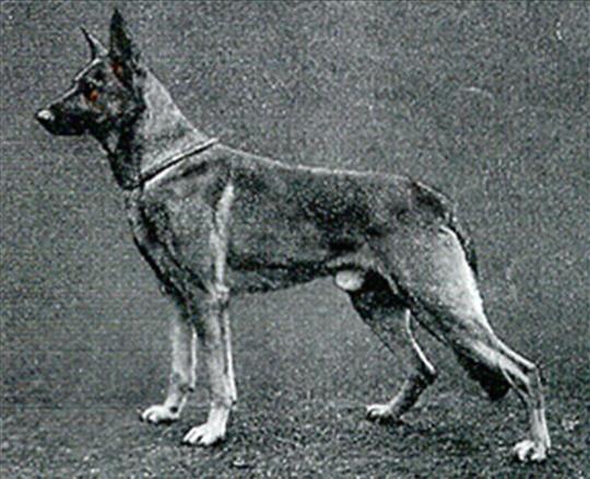 22 German Shepherd Dog History - Garrett These lines were very much closed in on. Eventually they provided a broadening of the base as they were worked in with the main lines (Roland).