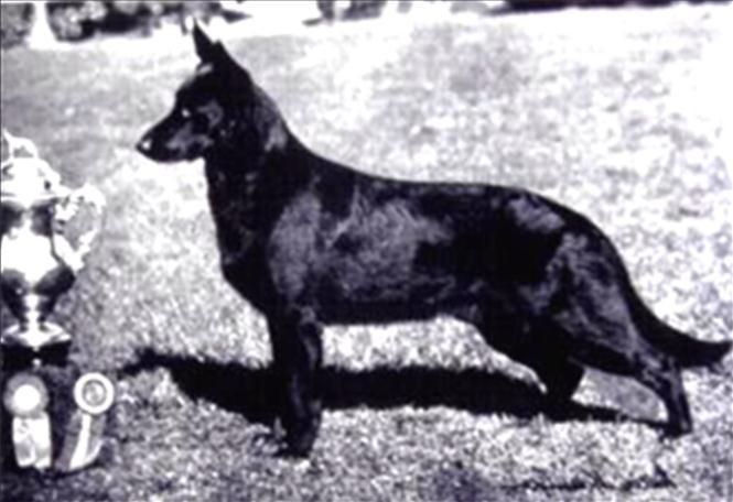 221 German Shepherd Dog History - Garrett On top is a 3-generation pedigree of Can Gr V Ch San Miguel s Baron of Afbor.