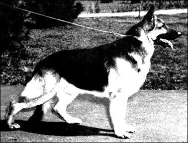 This blood Ch Bismarck of Graustein, son of Ch Nordraak of Matterhorn There were several more Champions of the same breeding was becoming scarce, as both dogs had long since gone.
