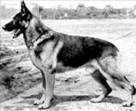 224 German Shepherd Dog History - Garrett As the fifties and sixties came, there was a virtual takeover by German dogs.