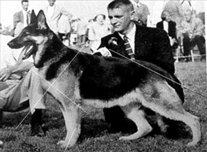 225 German Shepherd Dog History - Garrett 20 THE GERMAN INVASION As mentioned in the last chapter the early imports after the war did make a favourable impression on the American fancy but it was not