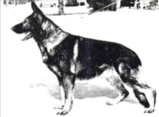 226 German Shepherd Dog History - Garrett the fifth we find a lot of the dogs in the pedigrees of the good ones.