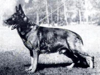 227 German Shepherd Dog History - Garrett Amor von Haus Hoheide As the fifties went on the German dogs kept arriving.