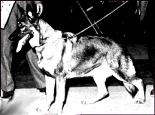 228 German Shepherd Dog History - Garrett 57 GV Ch Jeff-Lynne s Bella Irving Appelbaum brought over Lex von der Drei Kinder Haus, the sire of Vello zu den Sieben Faulen. Lex was Canadian Grand Victor.
