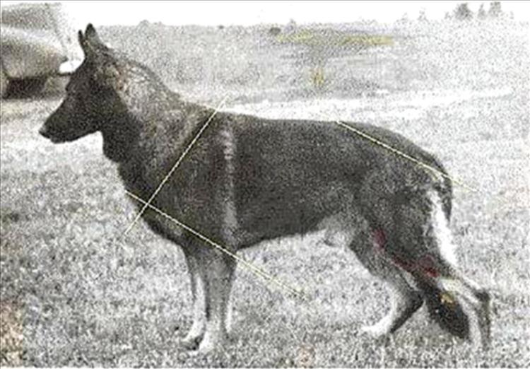 229 German Shepherd Dog History - Garrett Can Grand Victor 1955 Ch Vali von Sieghaus SchH II always posed naturally tie in with the direction of the breed.