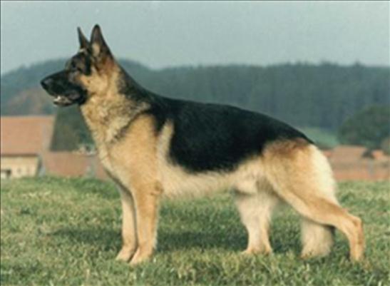 231 German Shepherd Dog History - Garrett Canadian Grand Victor in 1953 but Schindler wasn't satisfied with Peter. He had gotten the bug about imports.